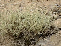Artemisia mendozana