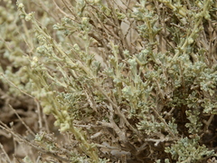 Artemisia mendozana