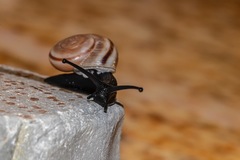 Cahuillus indioensis