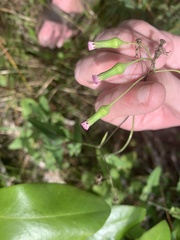Emilia sonchifolia image