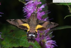 Macroglossum nycteris