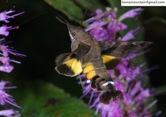 Macroglossum nycteris