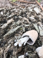 Coprinopsis pseudonivea