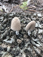 Coprinopsis pseudonivea