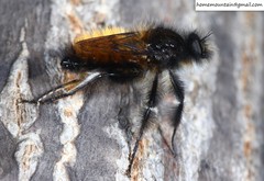 Grypoctonus