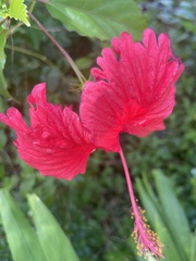 Hibiscus