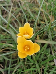 Crocus flavus