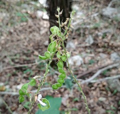 Desmodium lindheimeri