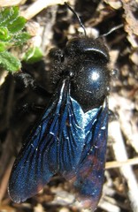 Xylocopa iris
