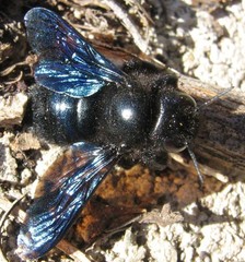Xylocopa iris