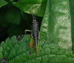 Liebermannacris dorsualis