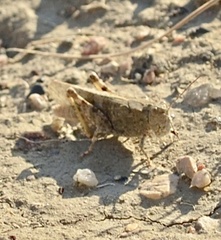 Trimerotropis salina