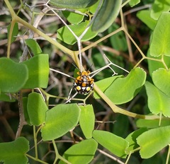 Chinavia marginata