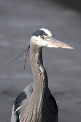 Ardea herodias