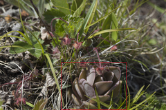 Orostachys malacophylla