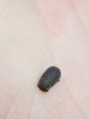 Trox scaber