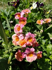Nemesia strumosa