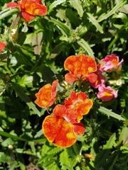 Nemesia strumosa