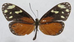Napeogenes tolosa tolosa