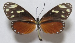 Napeogenes tolosa tolosa