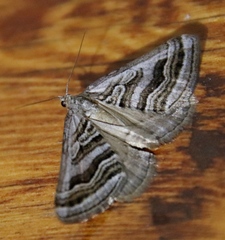 Scotopteryx cryptospilata