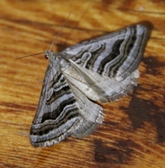 Scotopteryx cryptospilata