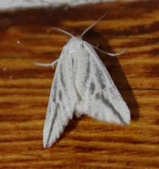 Argyrophora variabilis