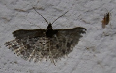 Alucitidae