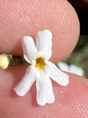 Jamesbrittenia filicaulis