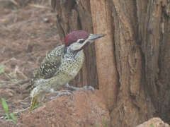 Campethera bennettii bennettii