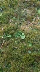 Primula elatior