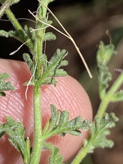 Jamesbrittenia filicaulis