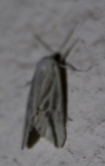 Argyrophora variabilis