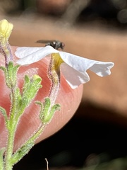Jamesbrittenia filicaulis