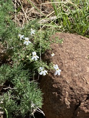Jamesbrittenia filicaulis
