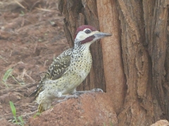 Campethera bennettii bennettii
