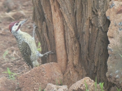 Campethera bennettii bennettii