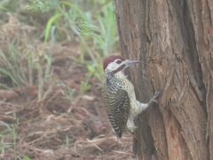 Campethera bennettii bennettii