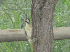 Campethera bennettii bennettii