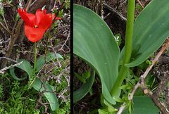 Tulipa fosteriana