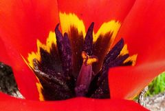 Tulipa fosteriana