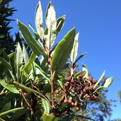 Comarostaphylis discolor