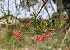 Dodonaea microzyga