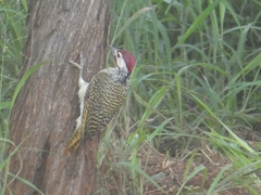 Campethera bennettii bennettii