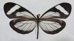 Dismorphia theucharila fortunata