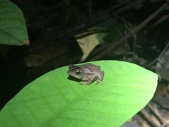 Rhinella proboscidea