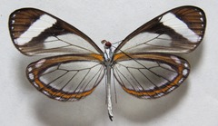 Dismorphia theucharila fortunata