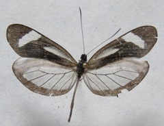 Dismorphia theucharila fortunata