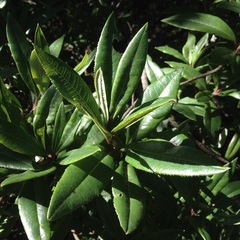 Comarostaphylis discolor