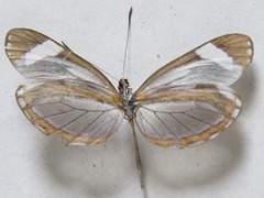 Dismorphia theucharila fortunata